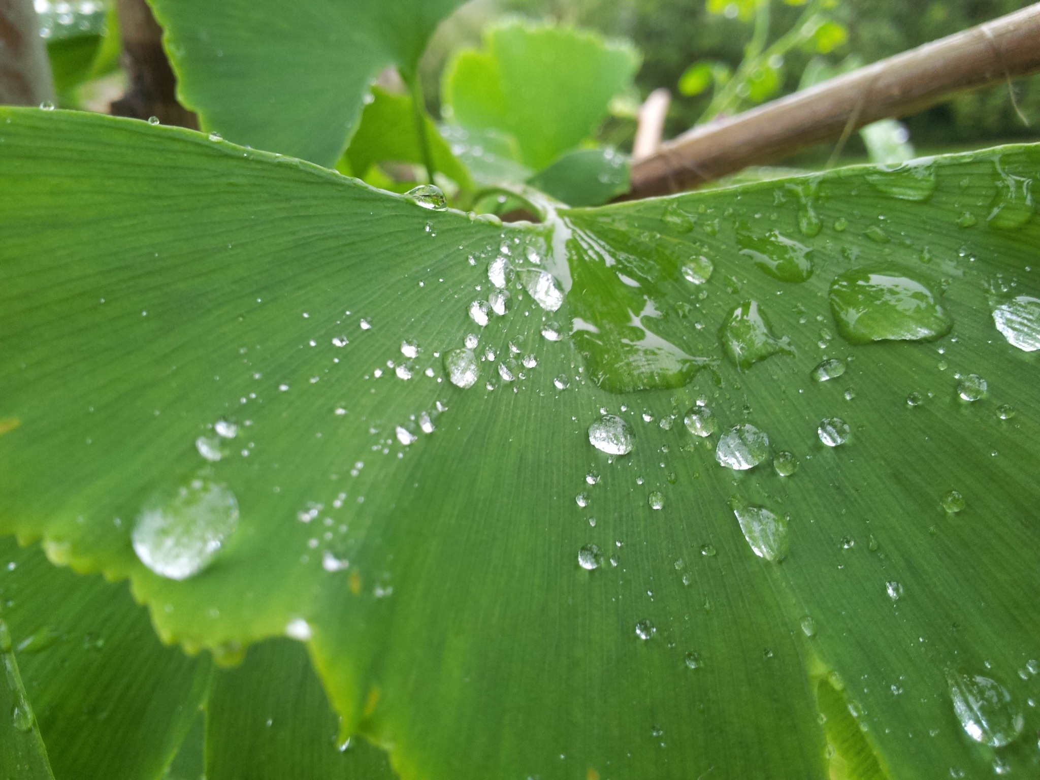 High Definition Water Droplet On Light Green Leaf